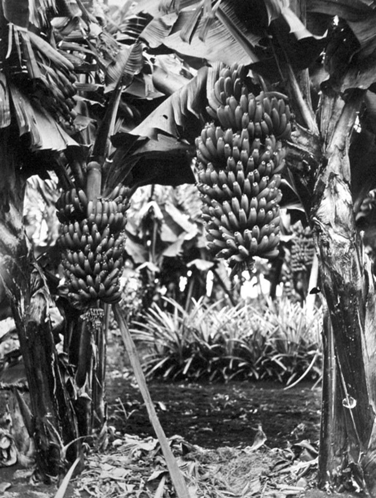Bananas, Pineapples, Buderim Mountain