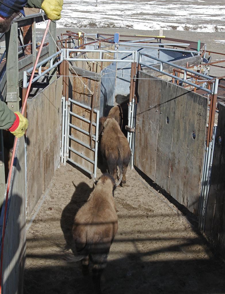 12 of 35 Bison are systematically moved through the alleys 3451