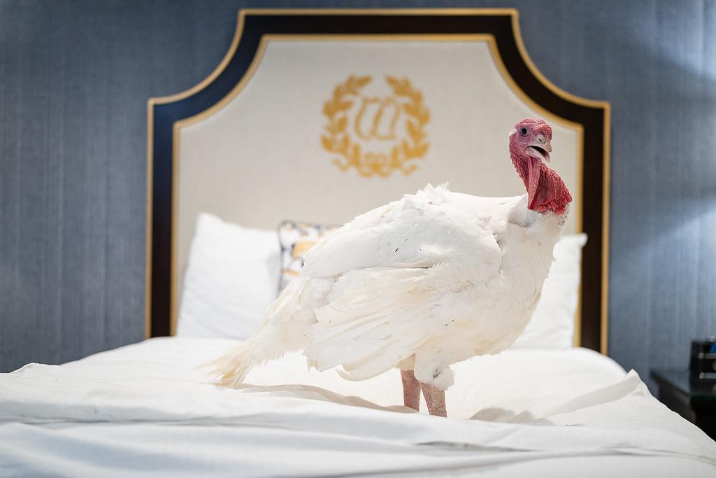 The Presidential Turkeys Arrive in D.C.!