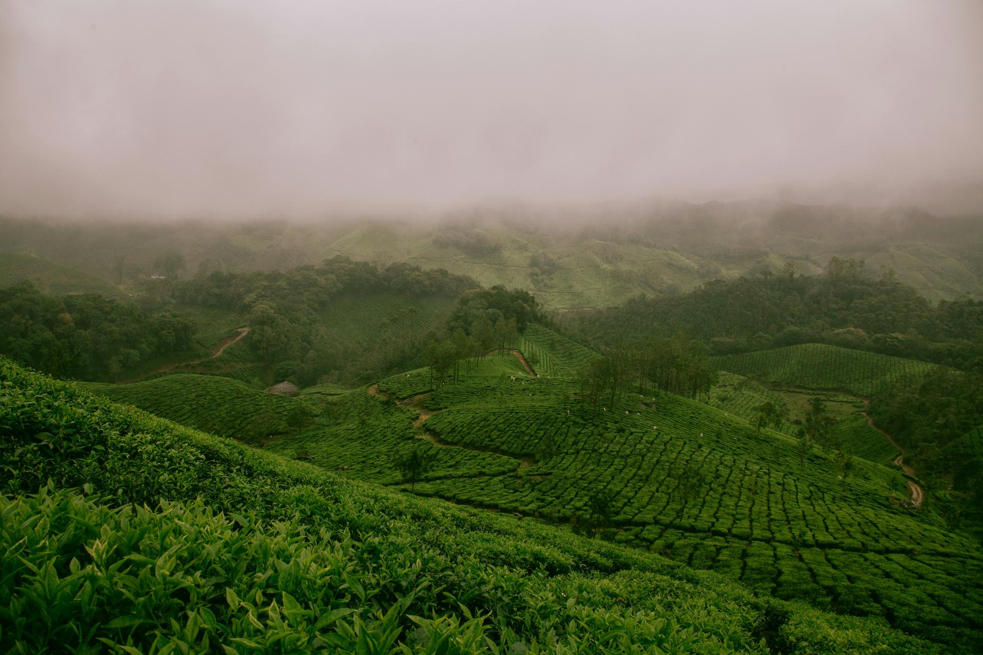 Rolling hills covered in neat rows of green tea bushes under daylight, evoking Kenya's highland tea plantations