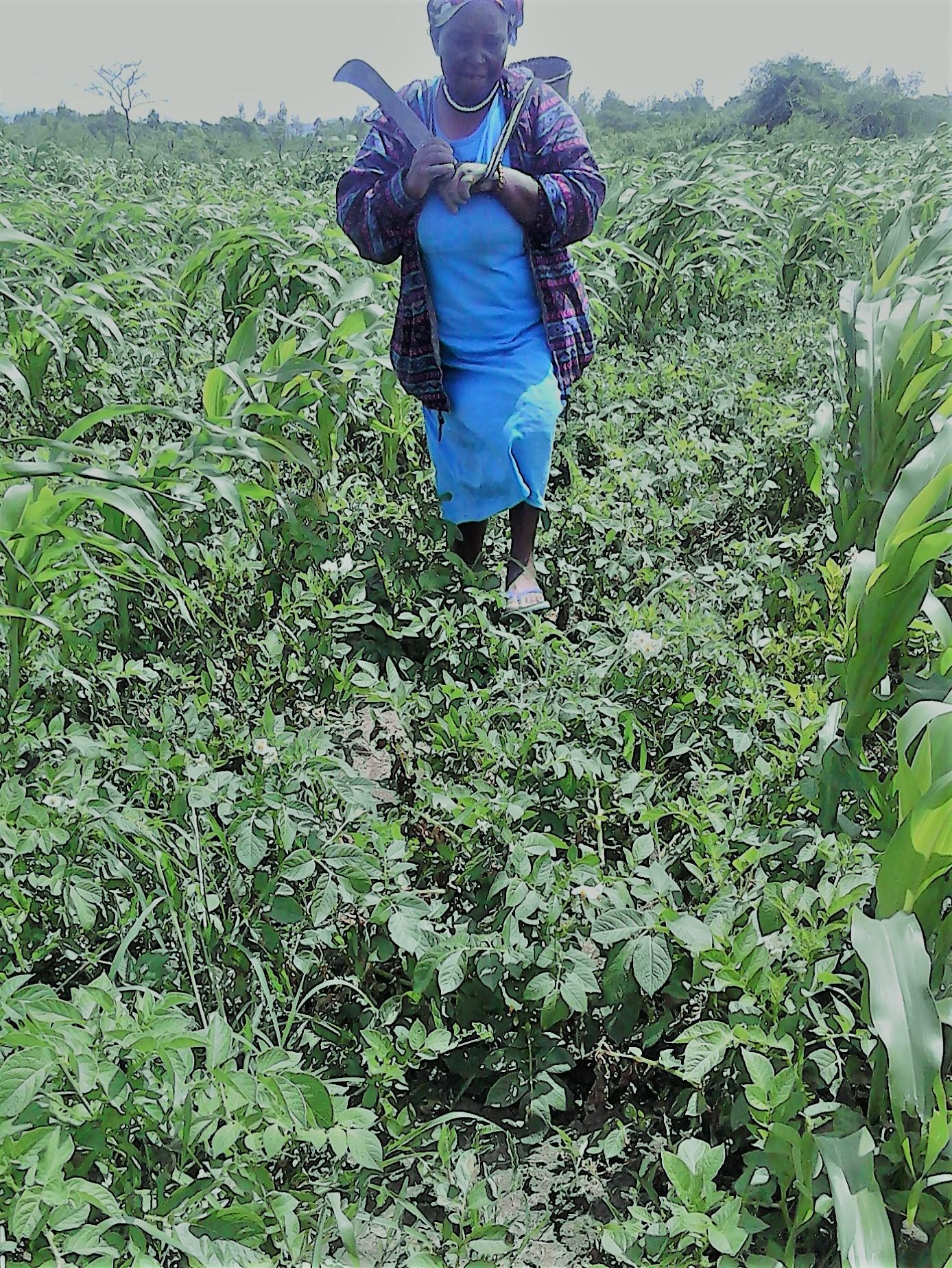 A woman cultivates land on a farm in Kenya, hoeing rows of crops under an open sky.