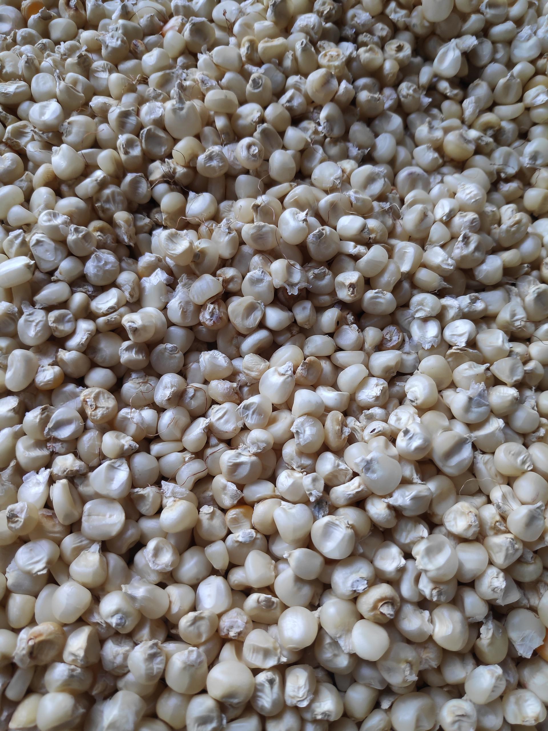 Cobs of dried white maize, the staple grain milled for ugali, sadza and pap across African households