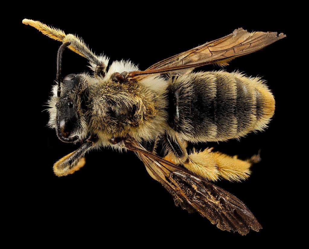 rediviva, f, south africa, back_2014-11-04-12.43.19 ZS PMax