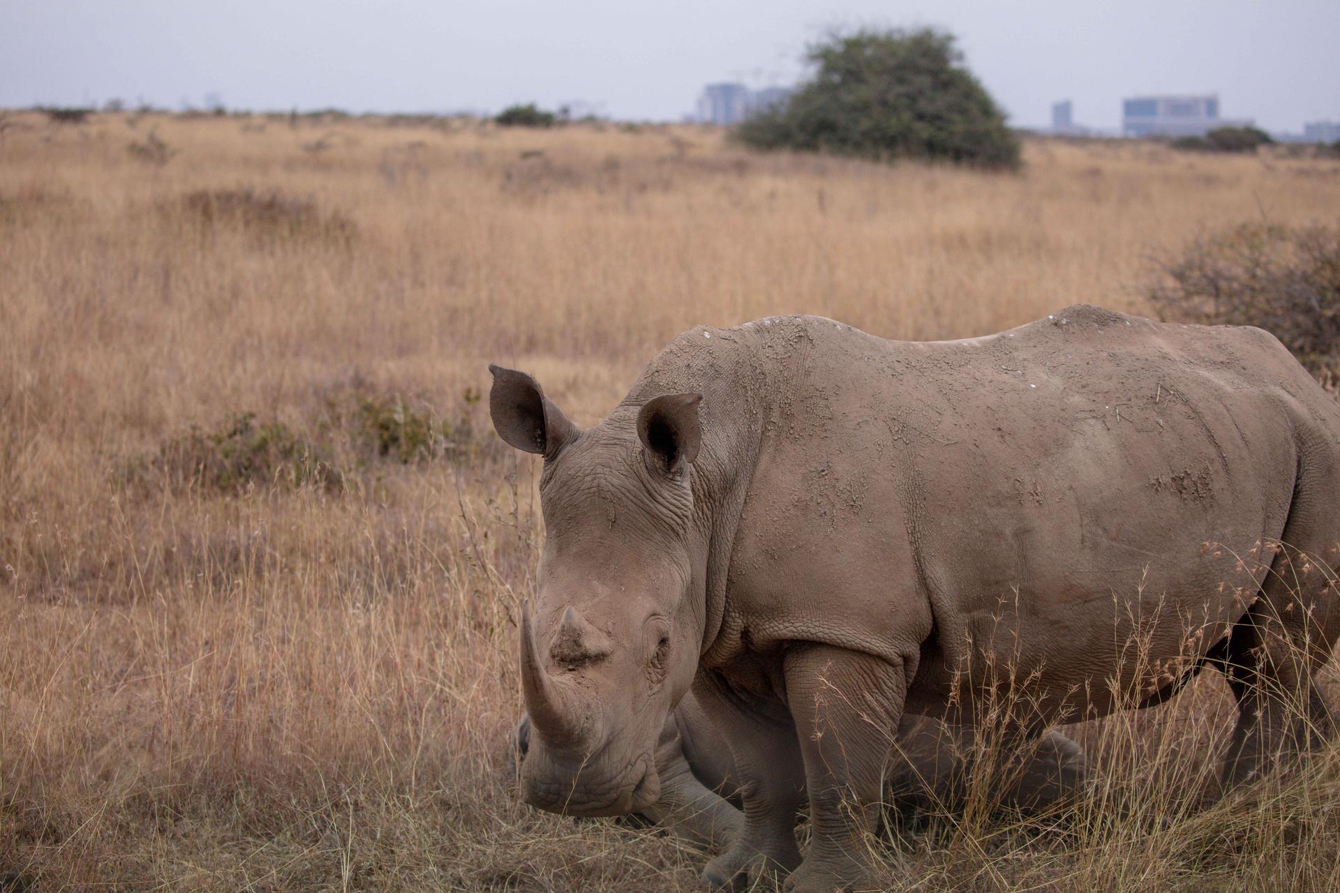 A black rhino stands on cracked, sun-baked dry land in Kenya during drought, an image of climate stress on the landscape.