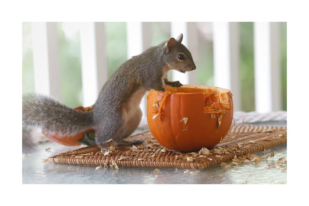 Happy Fall