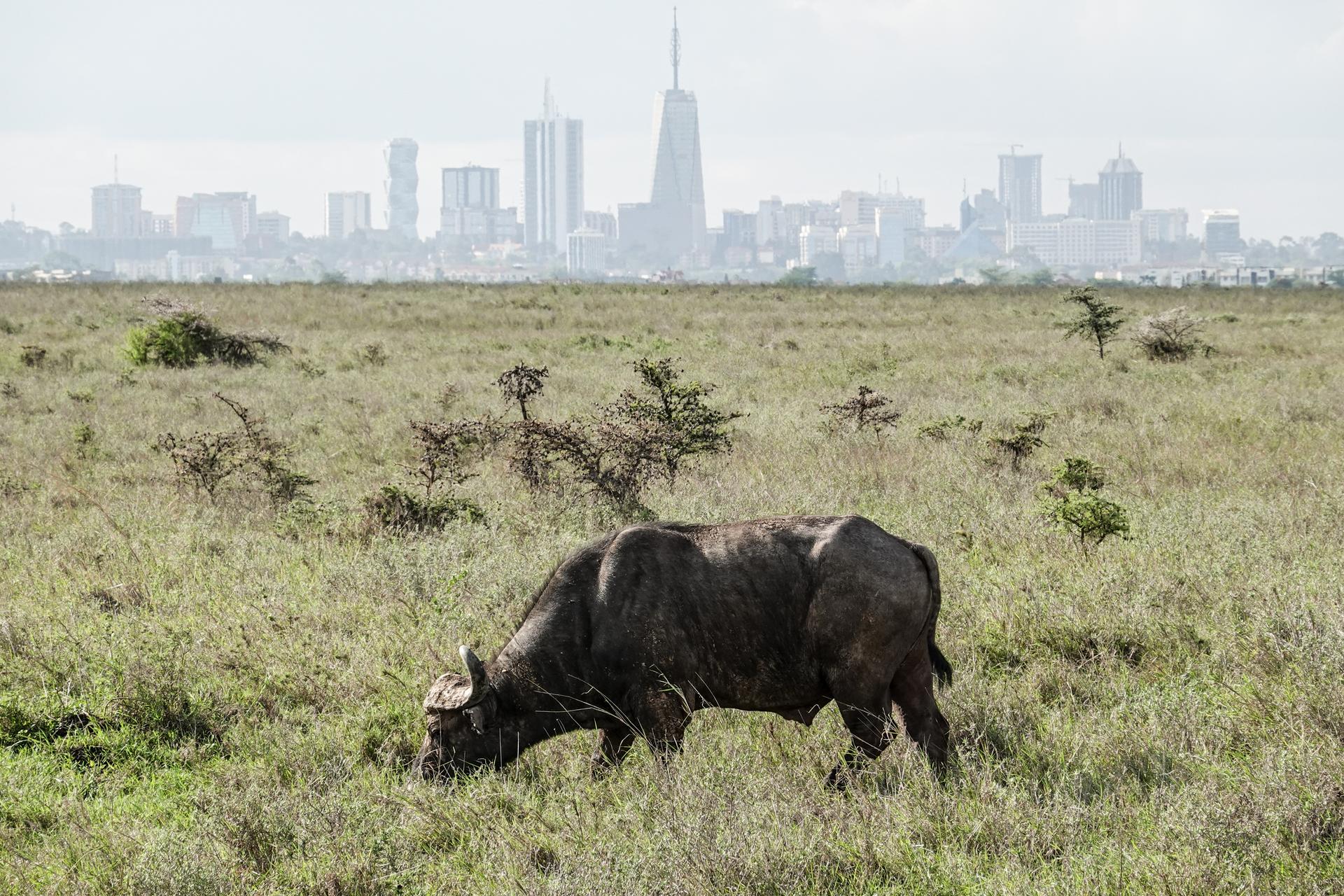 The Nairobi skyline rising beyond the savannah; Safaricom, operator of M-Pesa, is Kenya's most valuable listed company.