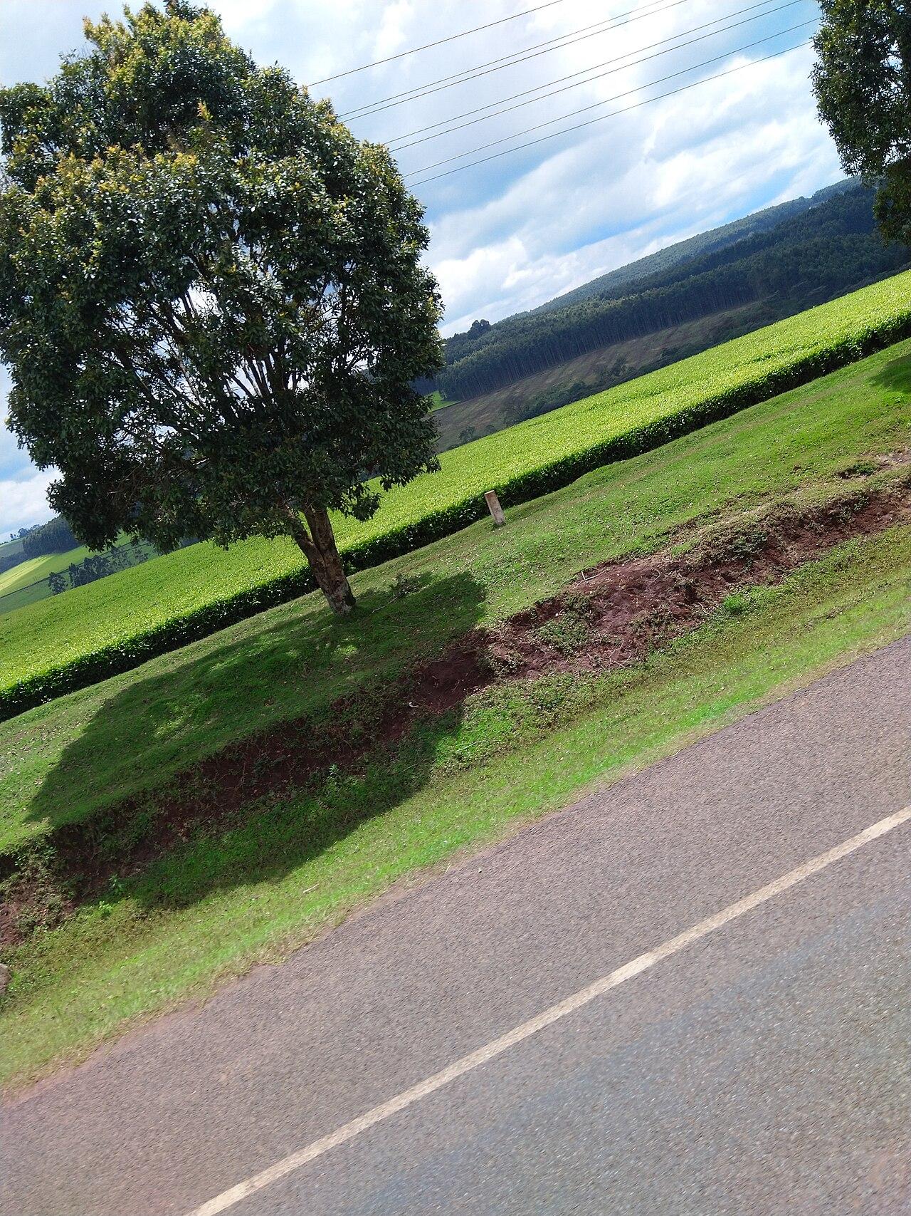 Green farmland under an open sky in rural Kenya, the kind of ancestral plot at the centre of family succession disputes.
