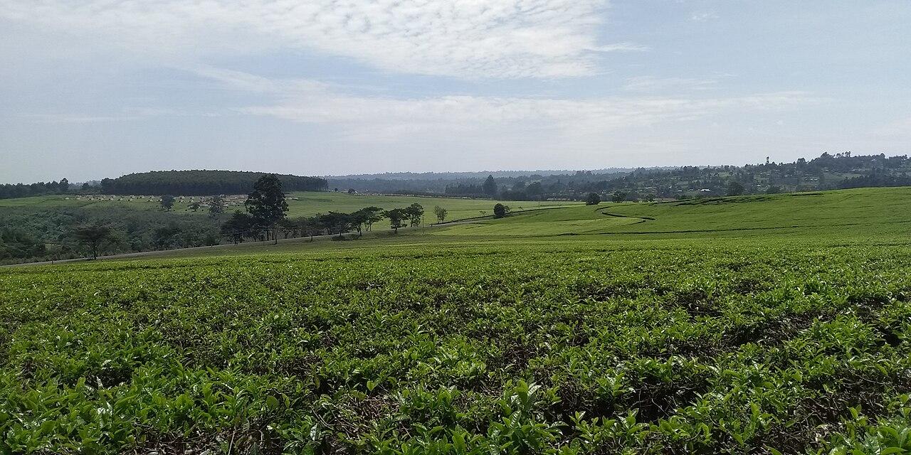 An aerial view of the rolling green tea fields of the Kericho highlands in western Kenya, a vast carpet of tea bushes stretching to the horizon.