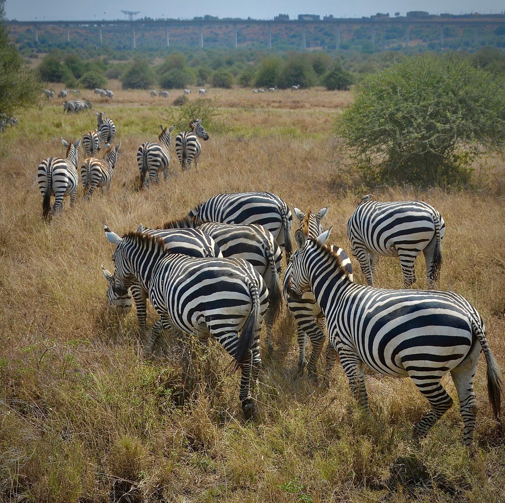 A dazzle of zebras grazing on the open grassland of Nairobi National Park, the only major wildlife park bordering a capital city