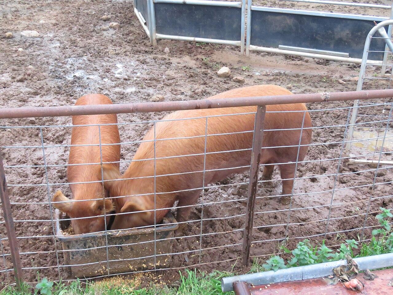 Ginger-coated Tamworth pigs foraging on open pasture, the traditional breed Flavian Obiero raises on his Hampshire farm