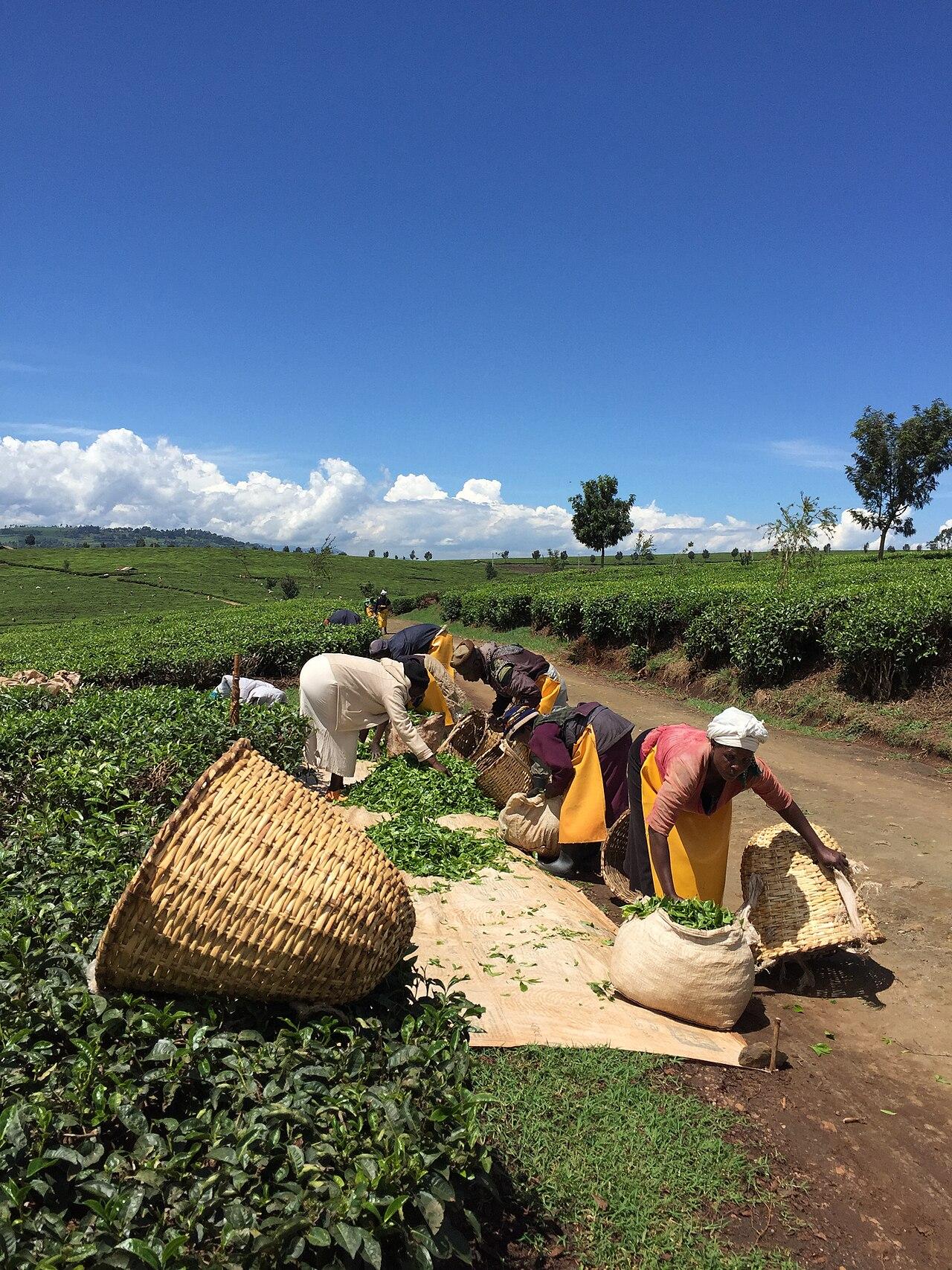 Workers picking tea on the green rolling hills of Nandi County in Kenya's Rift Valley