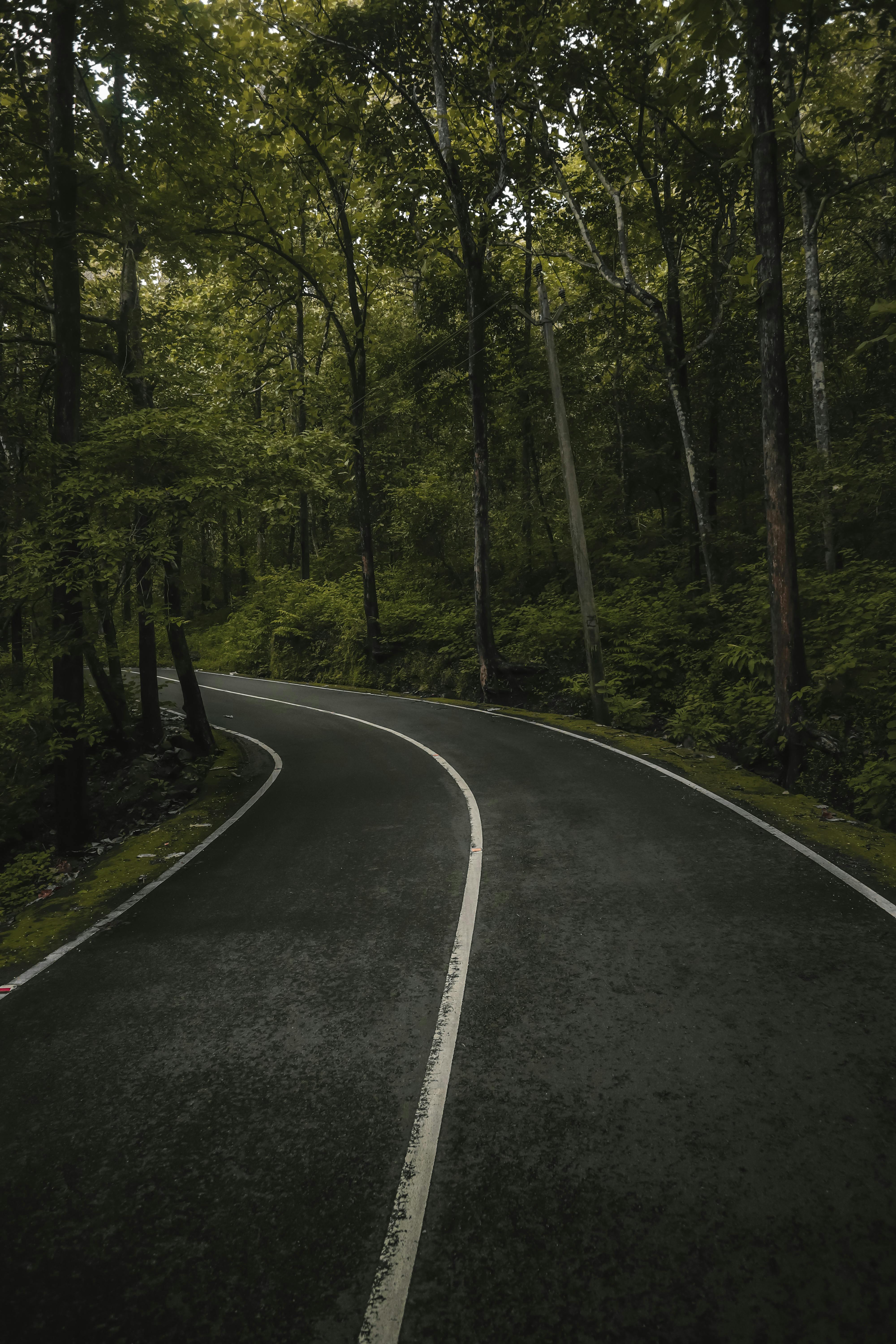 A quiet rural forest road bordered by tall trees, evoking the wooded Alabama landscape where the search for a missing Kenyan elder continues.