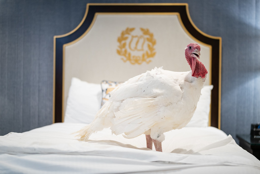 The Presidential Turkeys Arrive in D.C.!